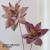 鐵桿開花荷花2支 55cm   $302 